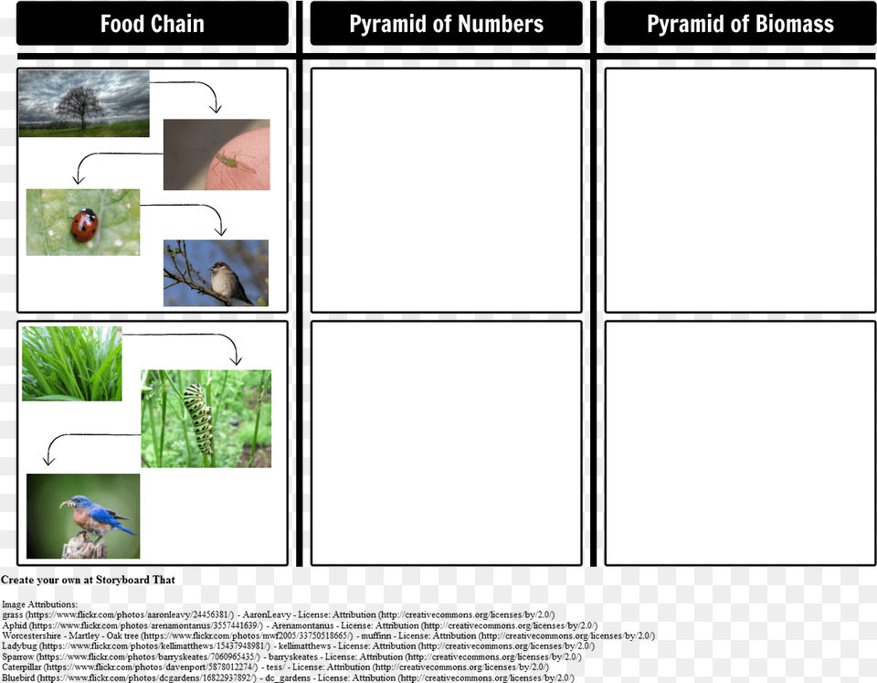 Pyramid Of Numbers And Pyramid Of Biomass, Art, Collage, Plant, Animal Free Transparent Png