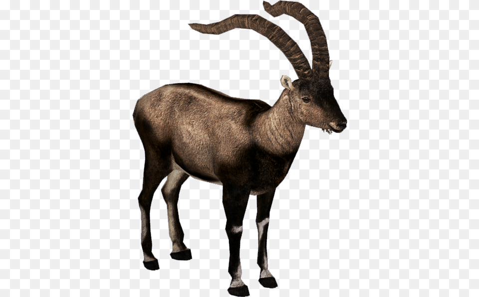 Pyrenean Ibex, Animal, Antelope, Mammal, Wildlife Png