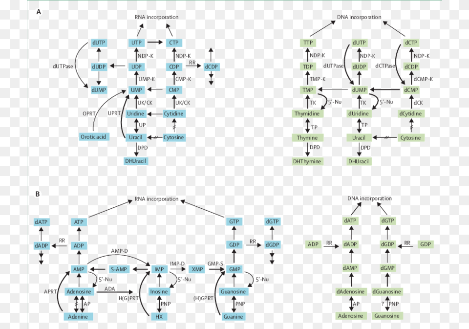 Pyrimidine Conversion By Purines, Diagram Png