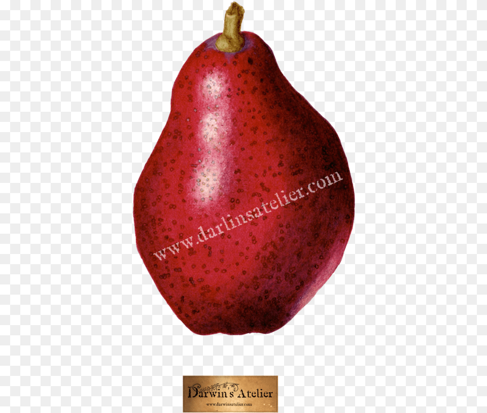 Pyrus Communis Red Pear Watercolor U2014 Darwinu0027s Atelier Pomegranate, Food, Fruit, Plant, Produce Png