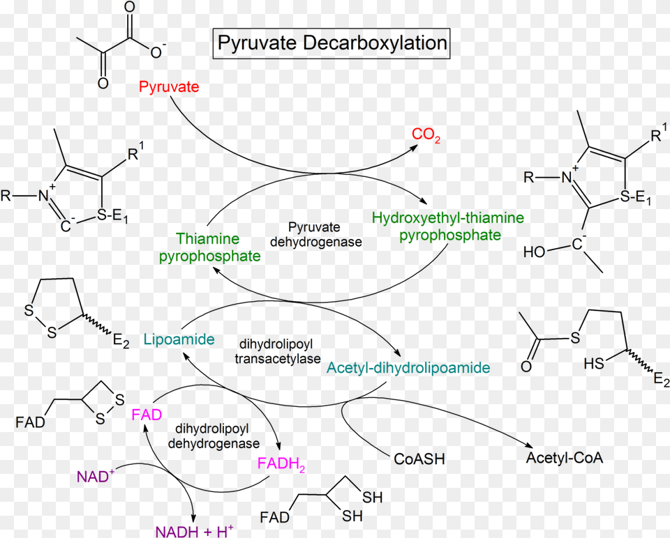 Pyruvate Decarboxylation Steps Pyruvate Decarboxylase Complex, Text, Nature, Night, Outdoors Png
