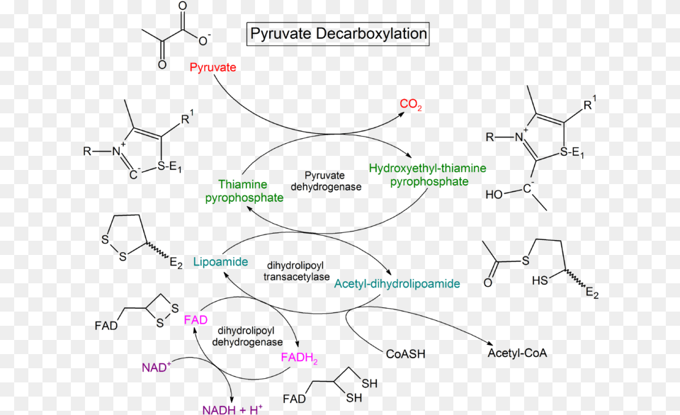 Pyruvate Decarboxylation Steps Pyruvate Dehydrogenase Chemical Structure, Text, Chart, Plot Free Png