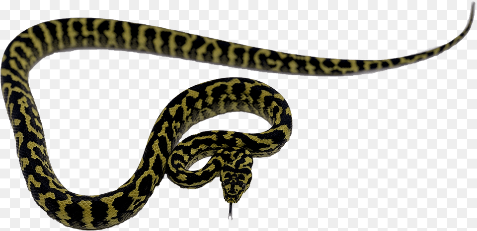 Python, Animal, Reptile, Snake Free Transparent Png