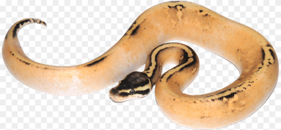 Python, Animal, Reptile, Snake Free Transparent Png