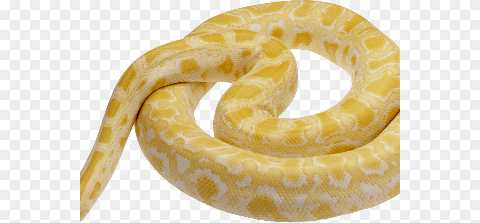 Python Clipart Snake Tongue Snake, Animal, Reptile Png Image