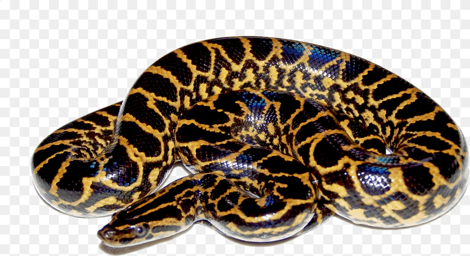 Python File, Animal, Reptile, Snake, Anaconda Free Png