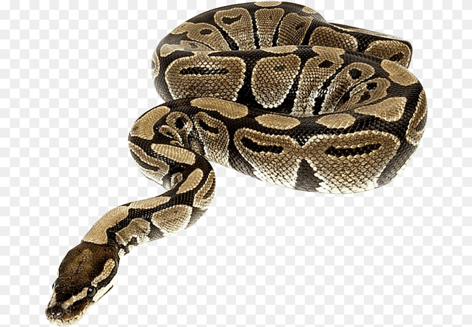 Python Snake, Animal, Reptile Free Png