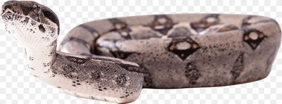 Python Snake Background Boa Constrictor Animal, Reptile Free Transparent Png