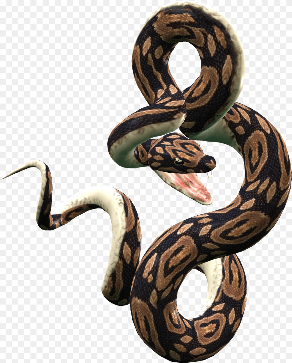 Python Snake Transparent Snake, Animal, Reptile, Rock Python Png