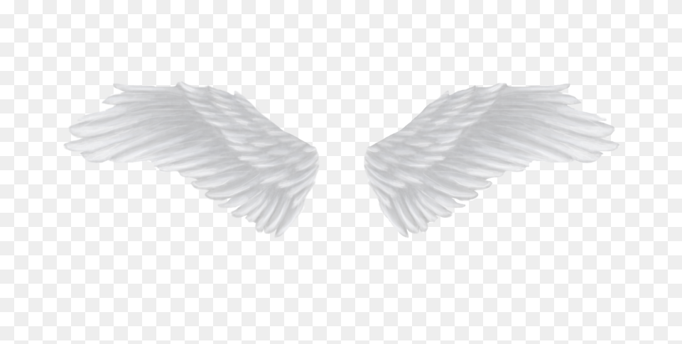 Q, Animal, Bird, Flying Free Transparent Png