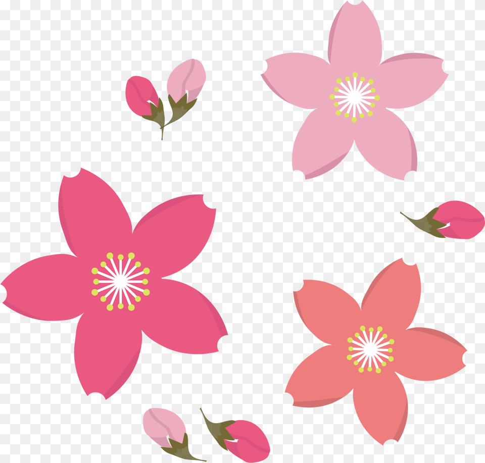 Q Drawing Cherry Blossom Clipart, Anther, Flower, Petal, Plant Free Transparent Png
