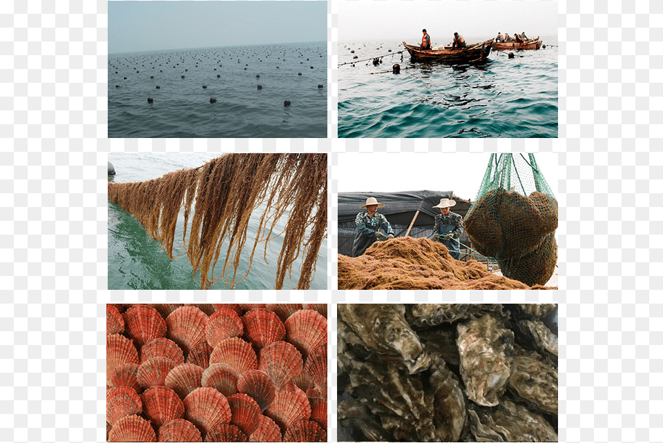 Qingdao Gather Great Ocean Seaweed Culture Co Qingdao, Person, Boat, Vehicle, Transportation Png Image