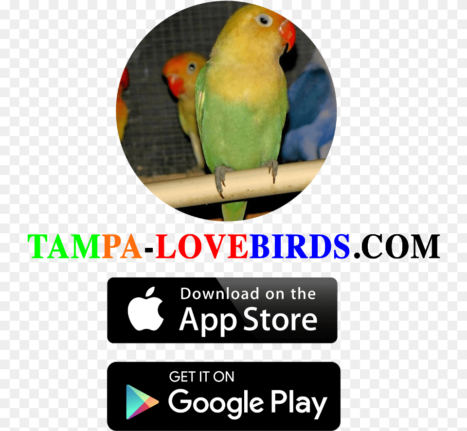 Qr Code For App Store And Google Play Hd Download, Animal, Bird, Parakeet, Parrot Free Transparent Png