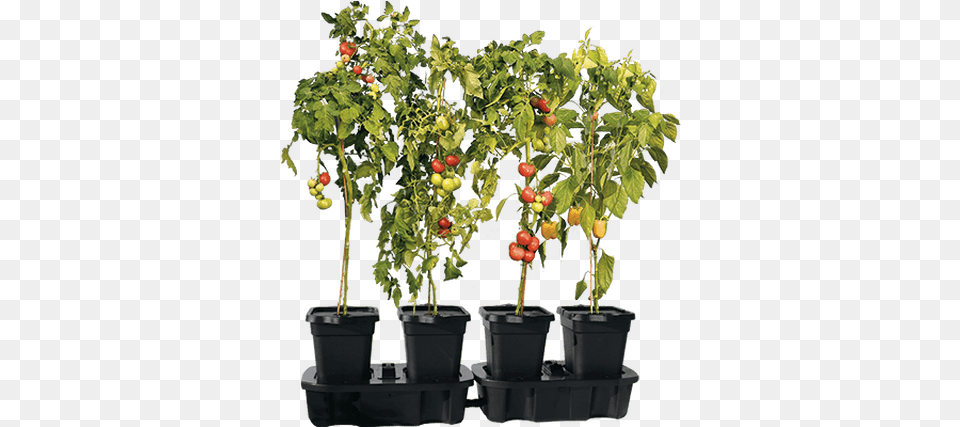 Quadgrow Self Watering Planter Boost Harvests Houseplant, Plant, Potted Plant, Tree, Leaf Png Image