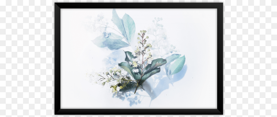 Quadro Floral Wallpaper, Flower, Flower Arrangement, Herbal, Herbs Free Transparent Png