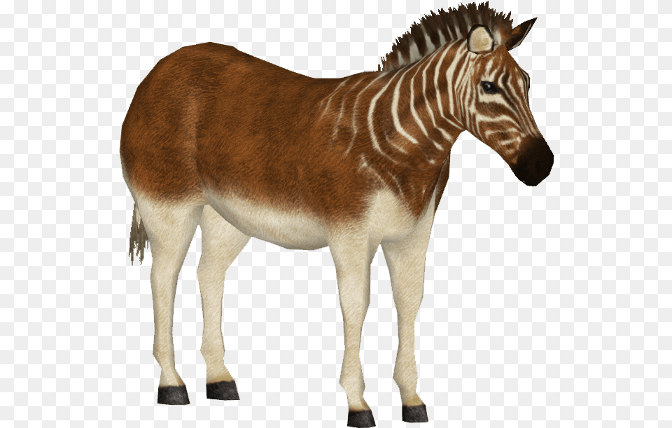 Quagga Image Of Quagga, Animal, Mammal, Wildlife, Zebra Png