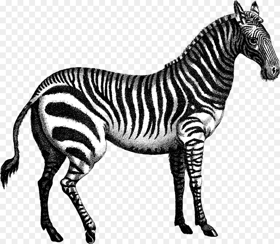 Quagga Marty Zebra Tiger Horse Chenin Pinot Grigio, Animal, Mammal, Wildlife Free Png Download