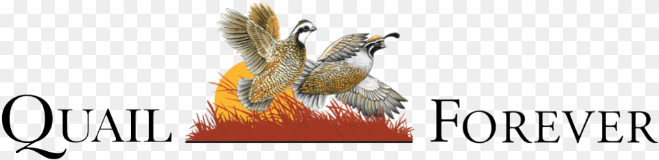 Quail, Animal, Bird, Beak Free Png