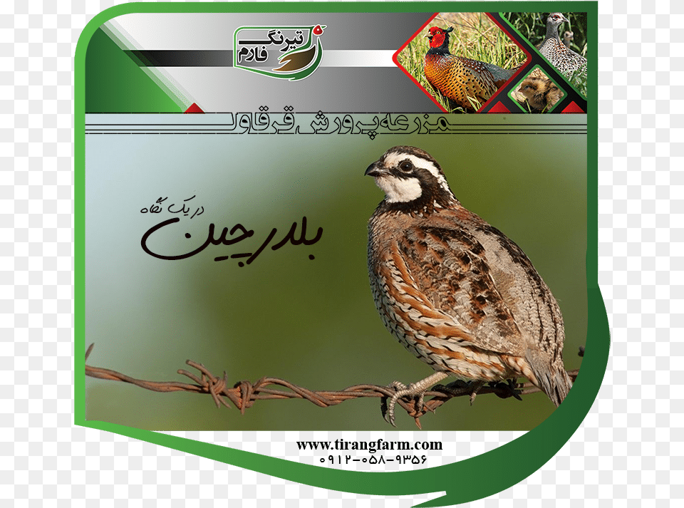 Quail, Animal, Bird, Partridge, Chicken Free Png