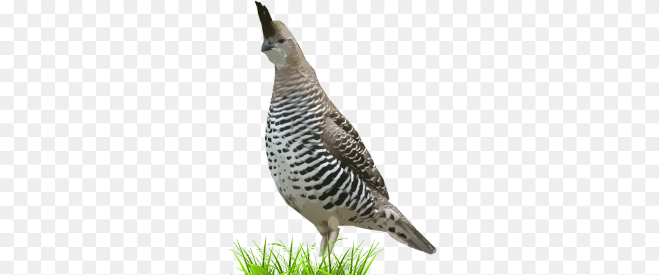 Quail, Animal, Bird, Partridge Png Image