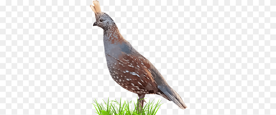 Quail, Animal, Bird, Partridge Png