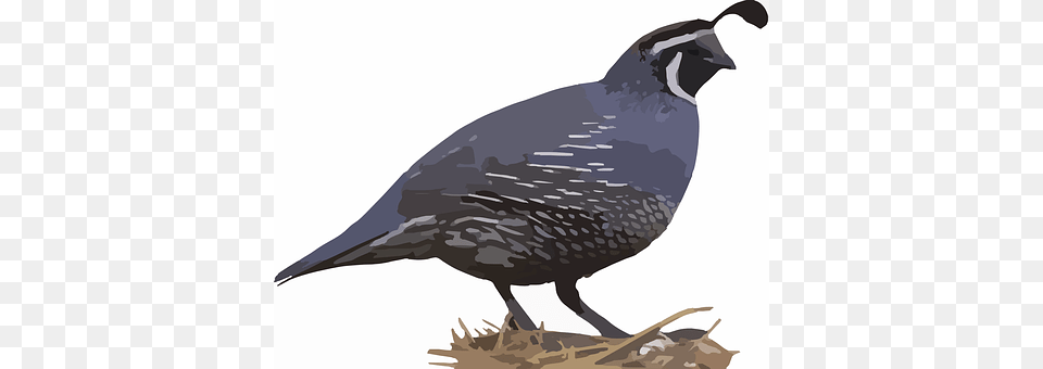 Quail Animal, Bird Png