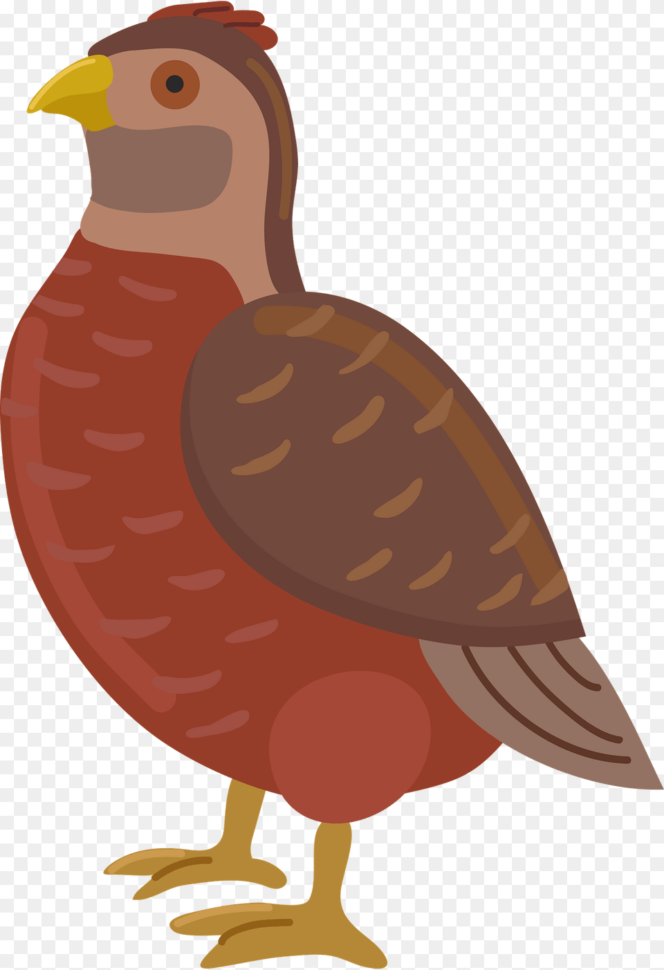 Quail Clipart, Animal, Beak, Bird, Partridge Free Png