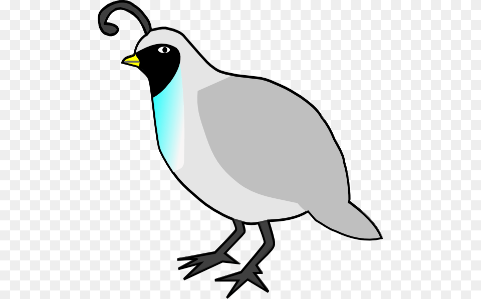 Quail Clipart, Animal, Bird Png