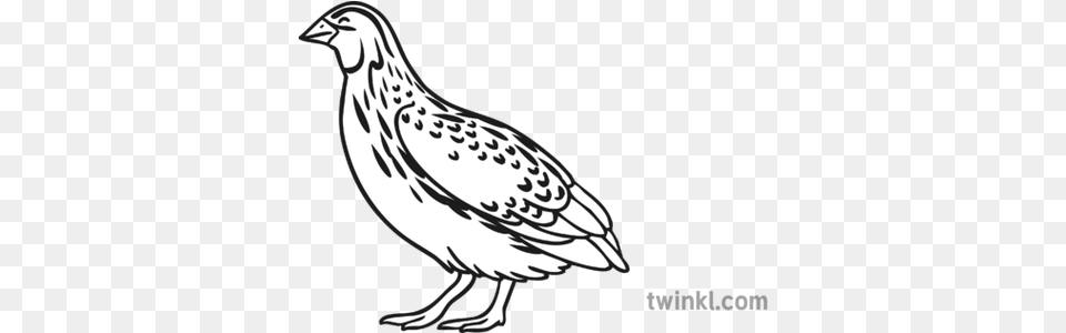 Quail Clipart Black And White Quail Clipart Black And White, Animal, Bird, Fish, Sea Life Free Png Download