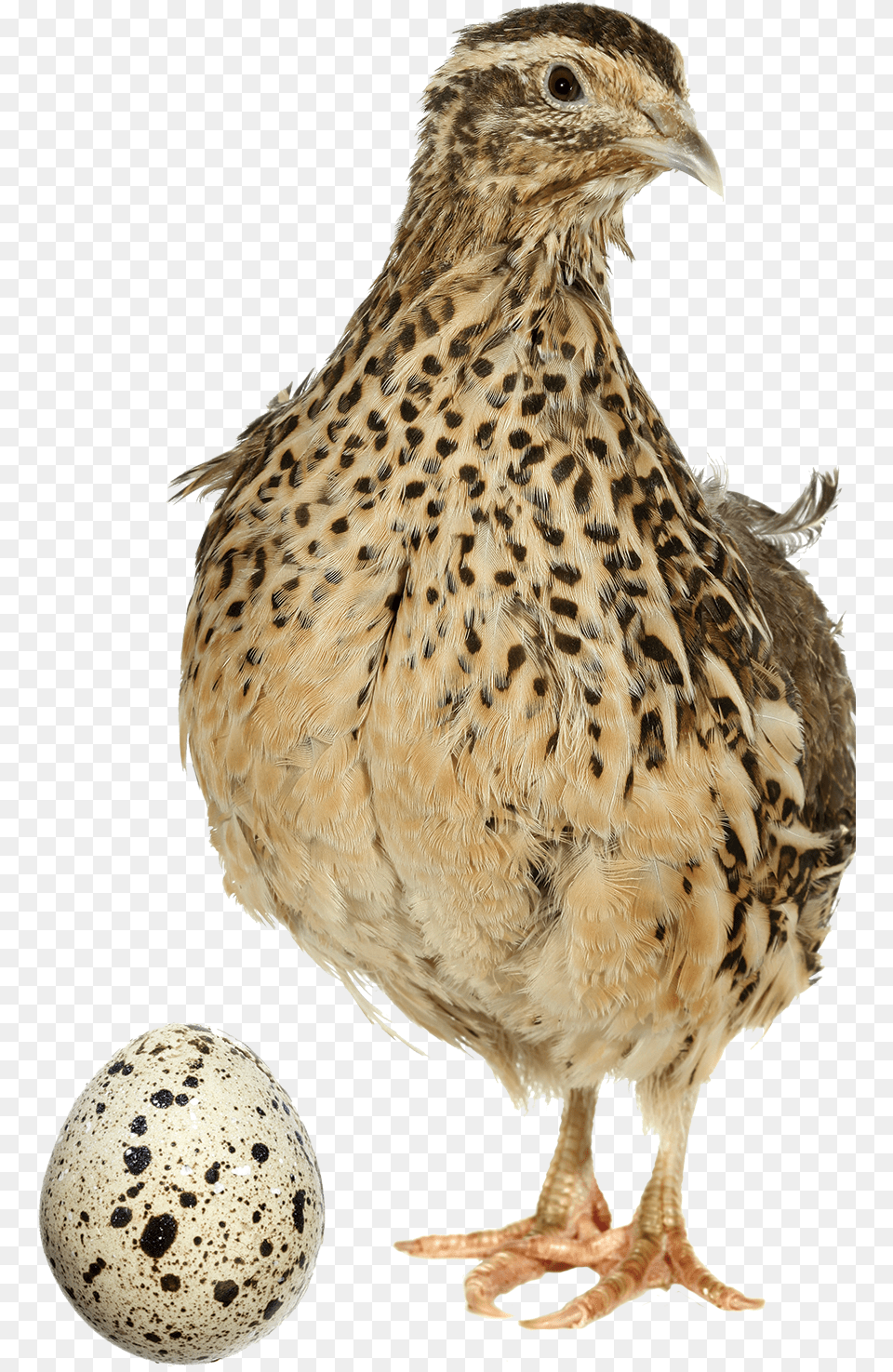 Quail Common Quail, Animal, Bird, Partridge, Egg Png