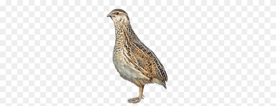 Quail Female Illustration, Animal, Bird, Partridge Png Image