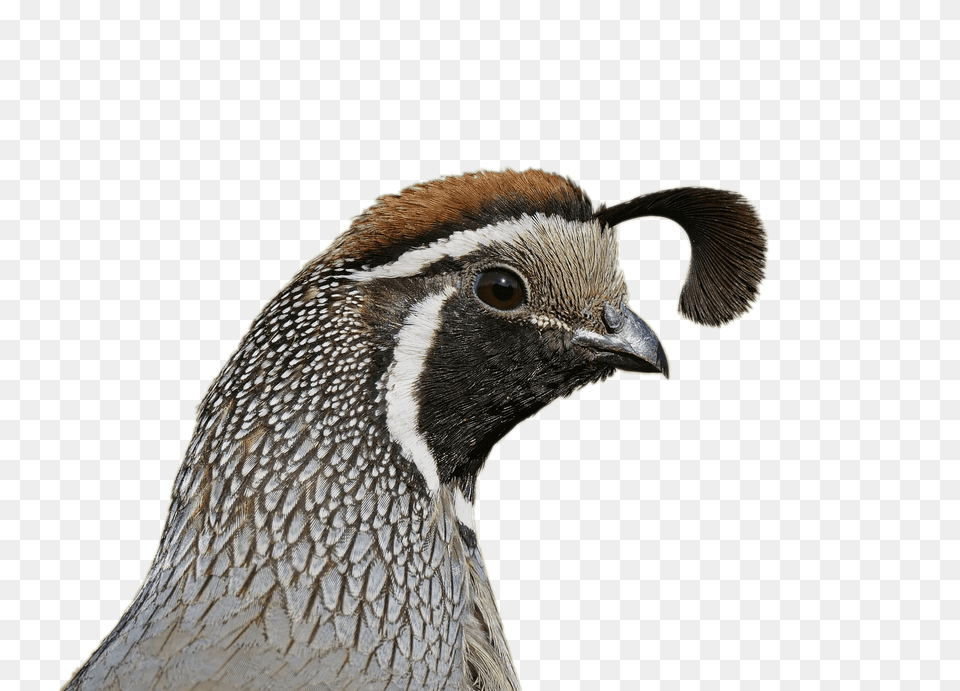 Quail Head, Animal, Bird Free Transparent Png