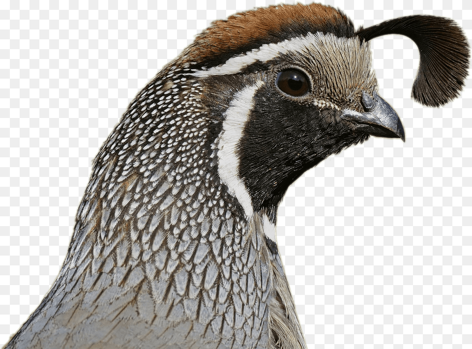 Quail Head, Animal, Bird Free Transparent Png