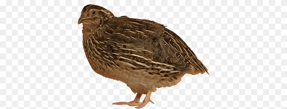 Quail Japanese Quail, Animal, Bird, Partridge Free Transparent Png