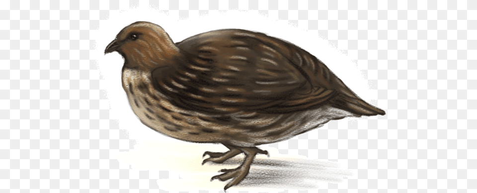 Quail Ned Barraud Illustrator From Moa To Dinosaurs Moa, Animal, Bird, Partridge Png
