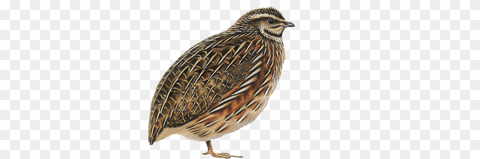 Quail New Fresh Organic Kaadai Bird, Animal, Partridge Free Transparent Png