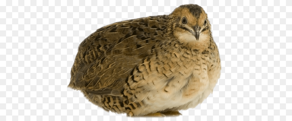 Quail Resting, Animal, Bird, Partridge Free Png