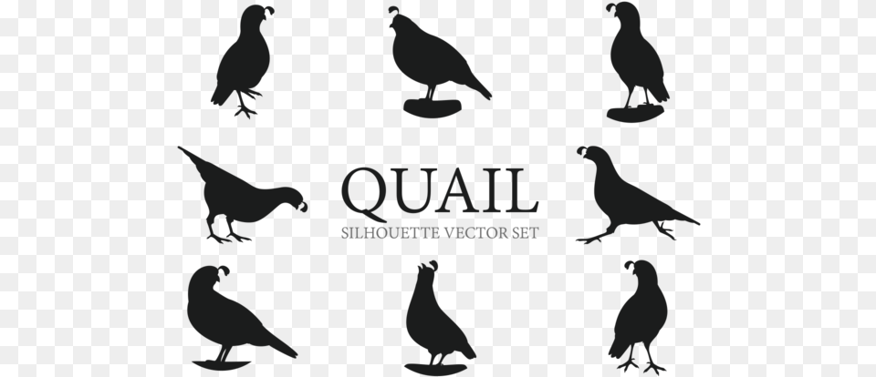 Quail Silhouette, Animal, Bird, Pigeon, Baby Png Image