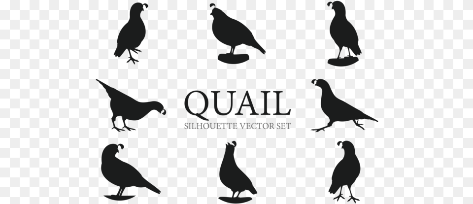 Quail Silhouettes Vectors Quail Silhouette, Animal, Bird, Pigeon, Baby Png