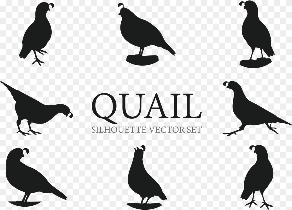 Quail Silhouettes Vectors Quail Silhouette, Animal, Bird, Pigeon Free Png