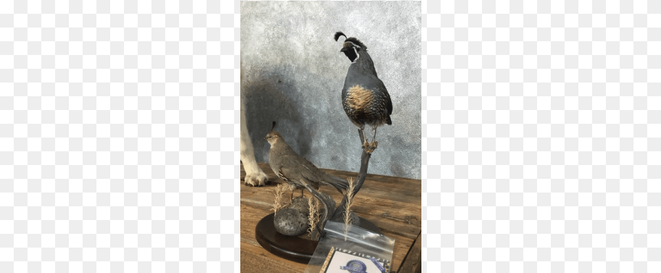 Quail Taxidermy Bird Mount For Sale, Animal Free Png