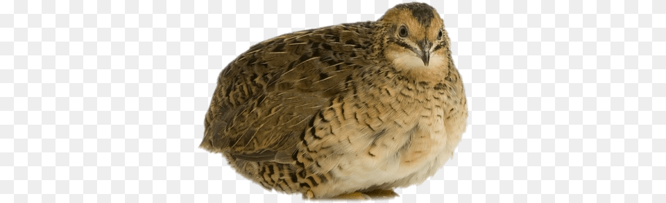 Quails Transparent Images Japanese Quail, Animal, Bird, Partridge Png