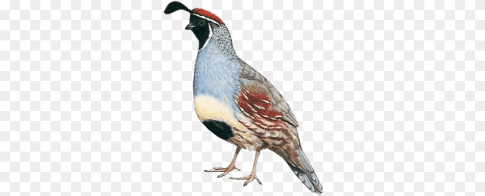 Quails Transparent Images Quail, Animal, Bird Free Png Download