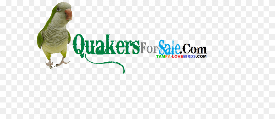 Quaker Parrot, Animal, Bird, Parakeet Free Png Download