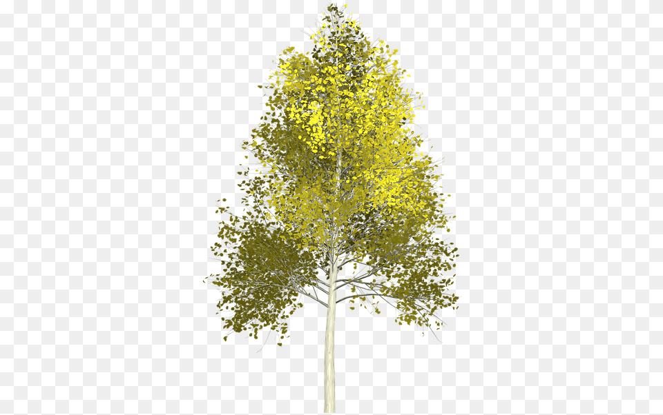 Quaking Aspen, Plant, Tree, Oak, Sycamore Free Transparent Png