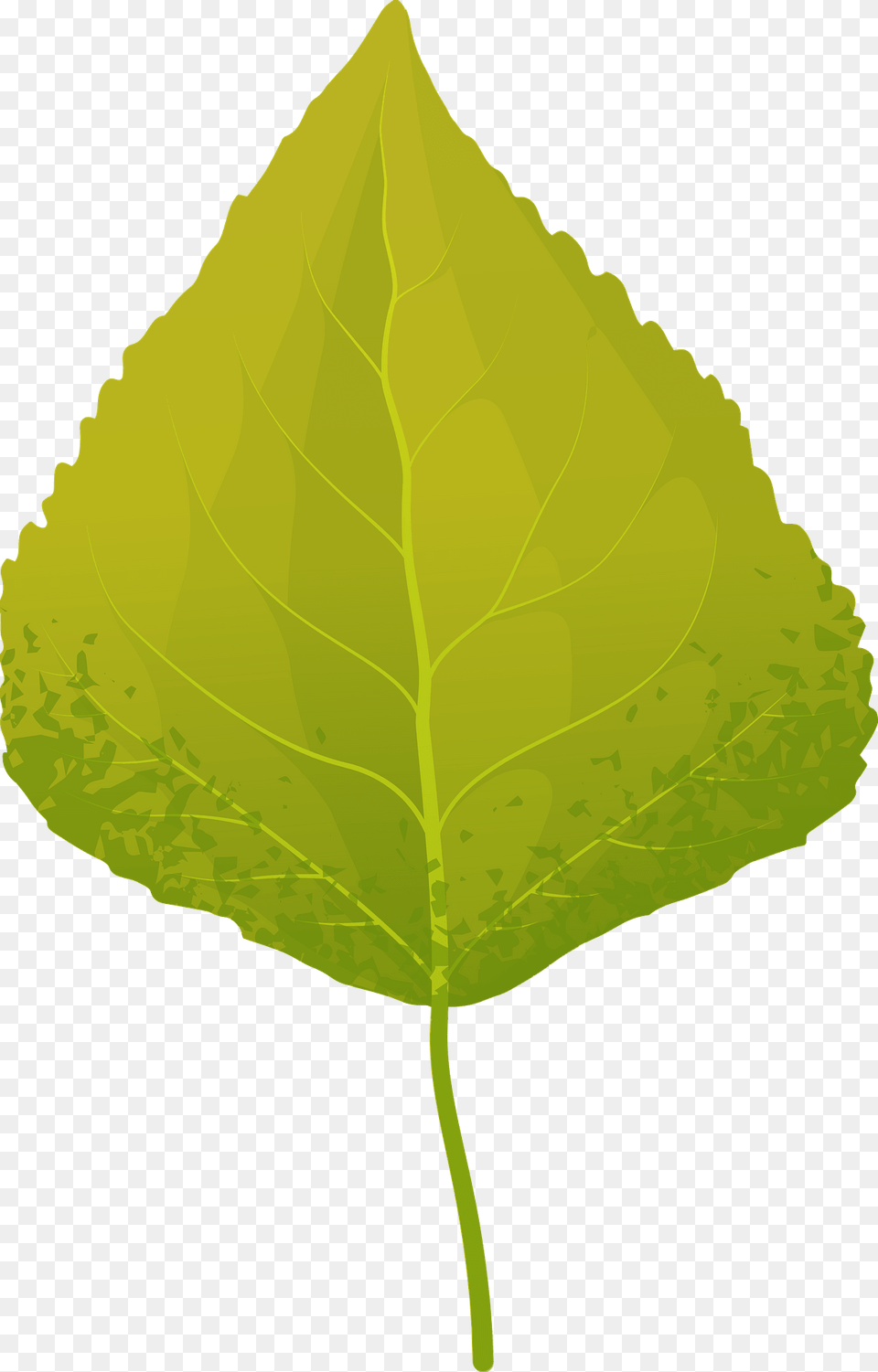Quaking Aspen Autumn Leaf Clipart, Plant, Tree Free Png Download