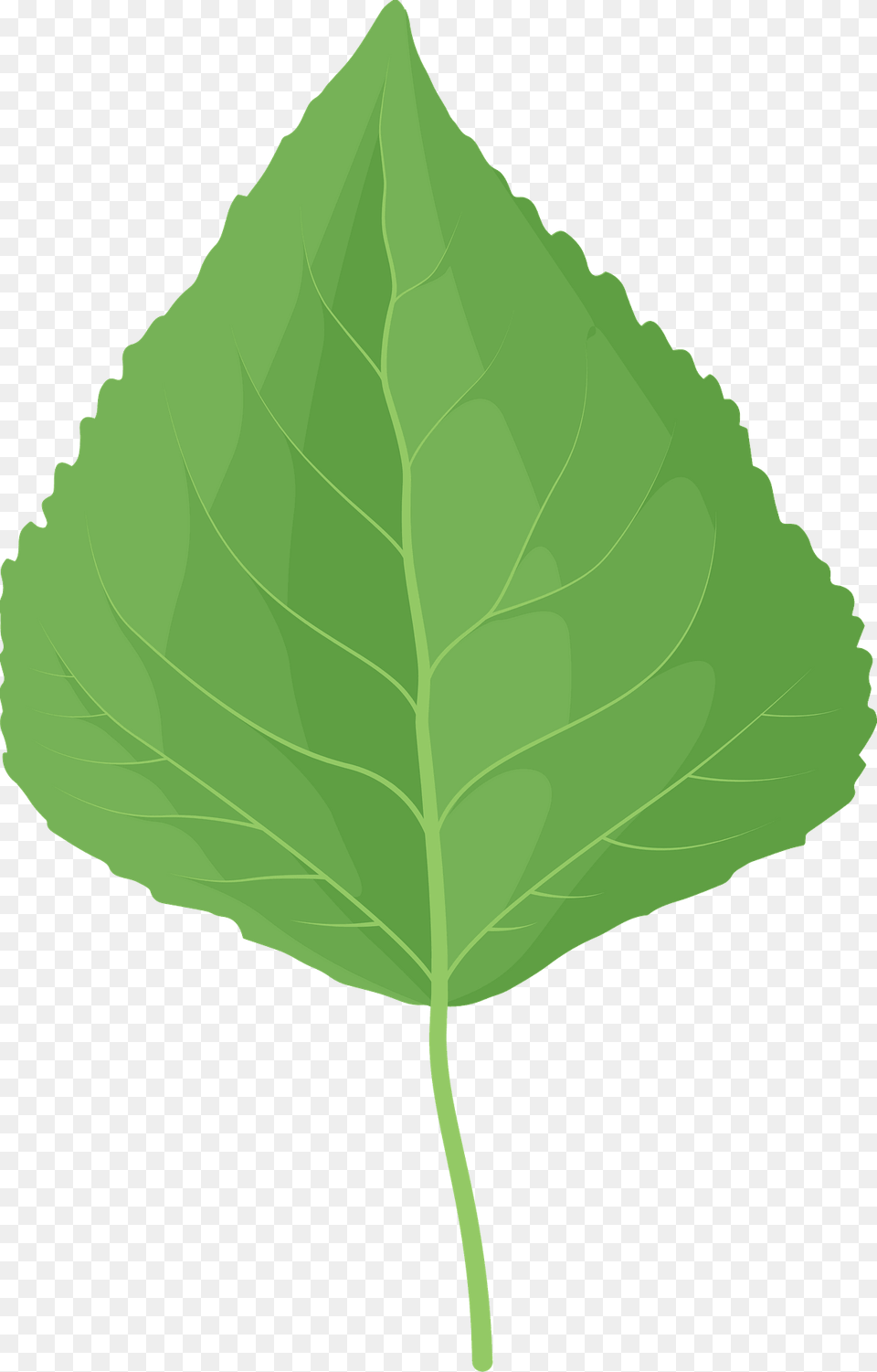 Quaking Aspen Green Leaf Clipart, Plant Png
