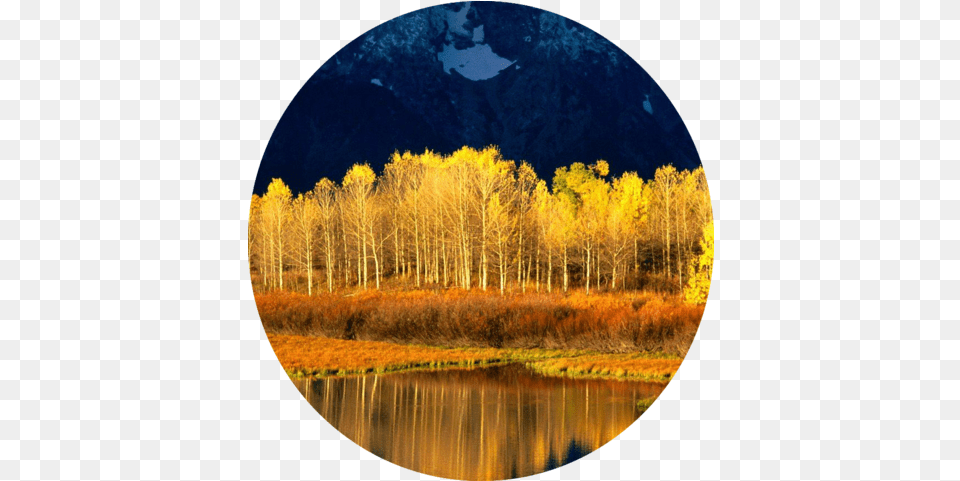 Quaking Aspen Iphone Transparent Mustard Color With Blue Nature, Plant, Tree, Outdoors, Scenery Free Png Download