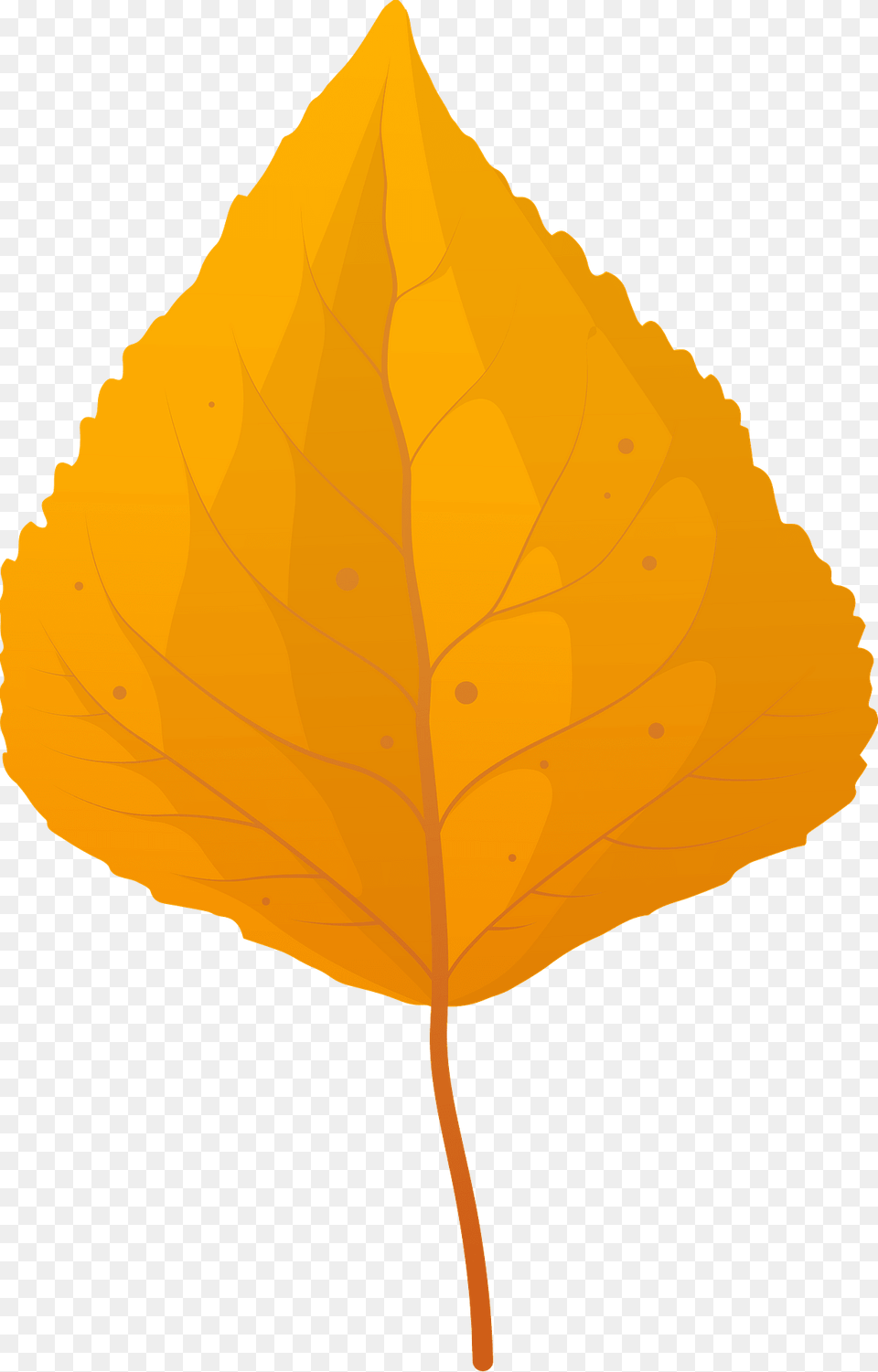 Quaking Aspen Late Autumn Leaf Clipart, Plant, Tree, Person Free Png