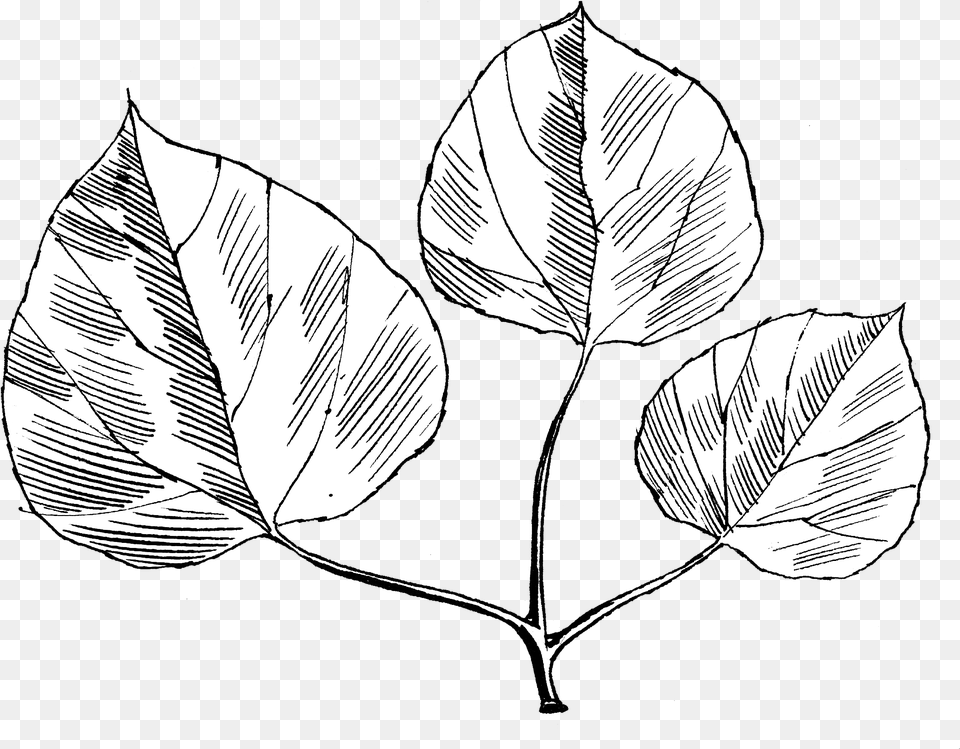 Quaking Aspen Line Art, Leaf, Plant, Person, Drawing Png